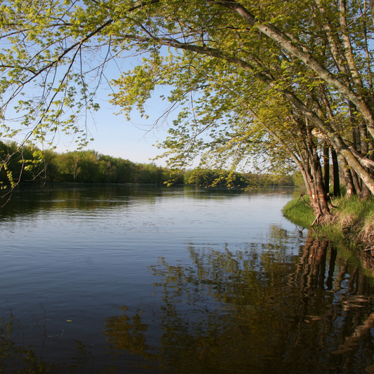 A calm visual of a river bank and water where the trees are hanging over the edge.